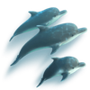 neptunes bounty dolphins symbol