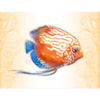neptunes quest fish symbol