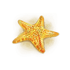 ocean fortune starfish symbol