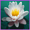 panda payday flower symbol