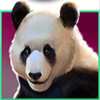 panda payday panda symbol