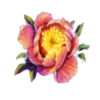 peacock beauty flower symbol