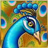perfect peacock coin combo peacock symbol