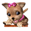pets pay day dog symbol