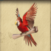 pirates of fortune parrot symbol