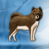 polar adventure dog symbol