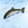 polar adventure fish symbol