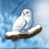 polar adventure owl symbol