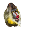 rich n wild monkey symbol