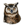rich n wild owl symbol