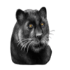 rich n wild panther symbol