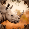 safari richness rhino symbol