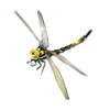samurai code insect symbol