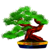 samurai warrior bonzai symbol