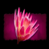savage lion flower symbol