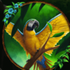 secret symbol parrot symbol