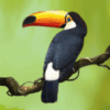 secrets of the amazon toucan symbol