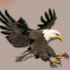 shamans dream eagle symbol