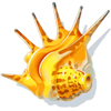 shells and swells sea urchin symbol