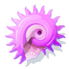 shells and swells spiky shell symbol