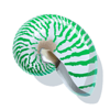 shells and swells striped shell symbol