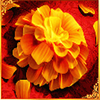 skullapalooza flower symbol