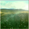 spirit of the wild grass land symbol