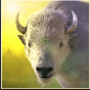 spirit of the wild sheep symbol