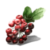stardust berries symbol