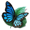 stardust butterfly symbol