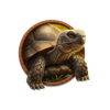super stampede tortoise symbol