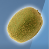 sweet n sour winter kiwi symbol
