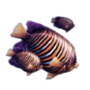 ttg dolphin gold fish symbol