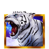 ttg golden dragon tiger symbol