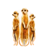 ttg silver lion meerkats symbol