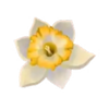 unbridled fortune white flower symbol