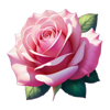 very pink rose symbol