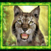 wgs forest frenzy cat symbol
