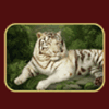 white tiger tiger symbol