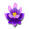 wild blooms purple symbol