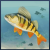 wild fishing striped fish symbol