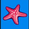 wild shark starfish symbol