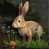 woodwoses magic rabbit symbol