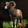 woodwoses magic ram symbol