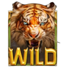 10 mystic tiger tiger wild symbol
