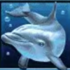 dolphins pearl wild symbol