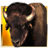 golden buffalo wild symbol