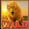 great golden buffalo wild symbol