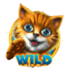 hungry cats wild symbol