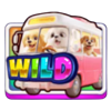 k pup stars daebak reels wild symbol